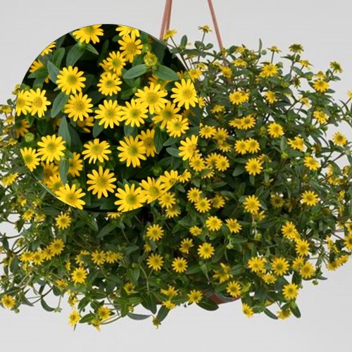 Sanvitalia procumbens 'Solaris® Table' - Lamav sanvitaalia 'Solaris® Table'